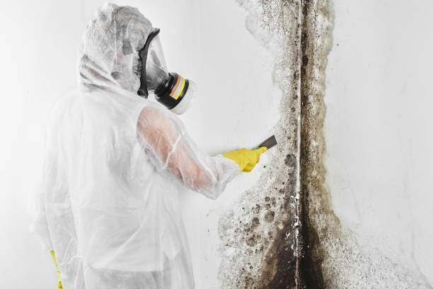Best Fast Mold Removal  in Bushyhead, OK