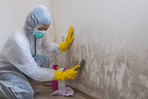 Best Affordable Mold Removal  in Bushyhead, OK