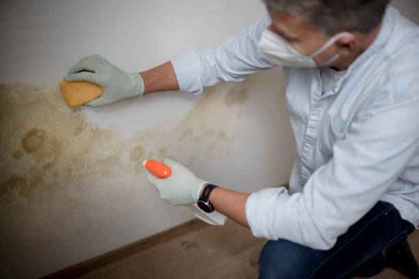 Best Mold Testing  in Bushyhead, OK