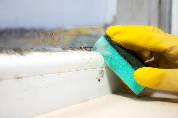 Best Toxic Mold Removal  in Bushyhead, OK