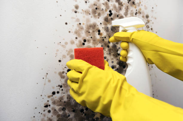 Home Mold Removal in Bushyhead, OK