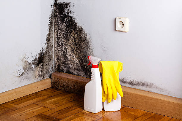 Best Home Mold Removal  in Bushyhead, OK