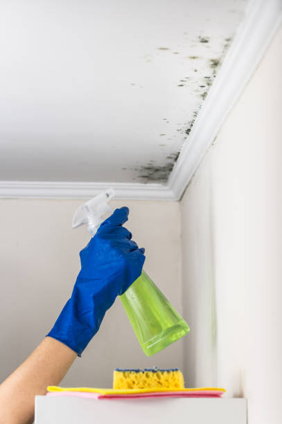 Best Mold Damage Repair  in Bushyhead, OK