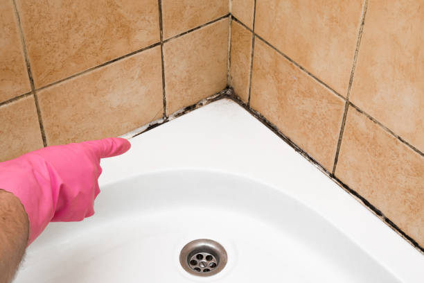 Mold Removal Process in Bushyhead, OK